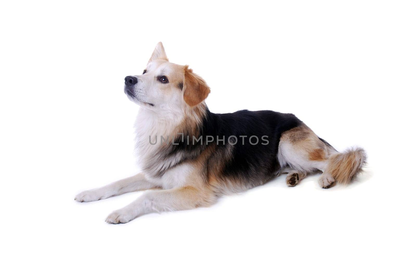 Dog Portrait