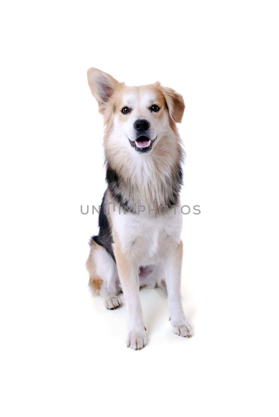 Dog Portrait