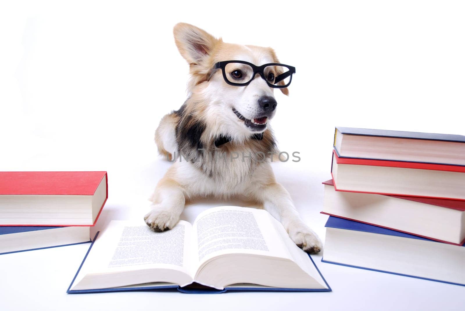 Dog Reading Book