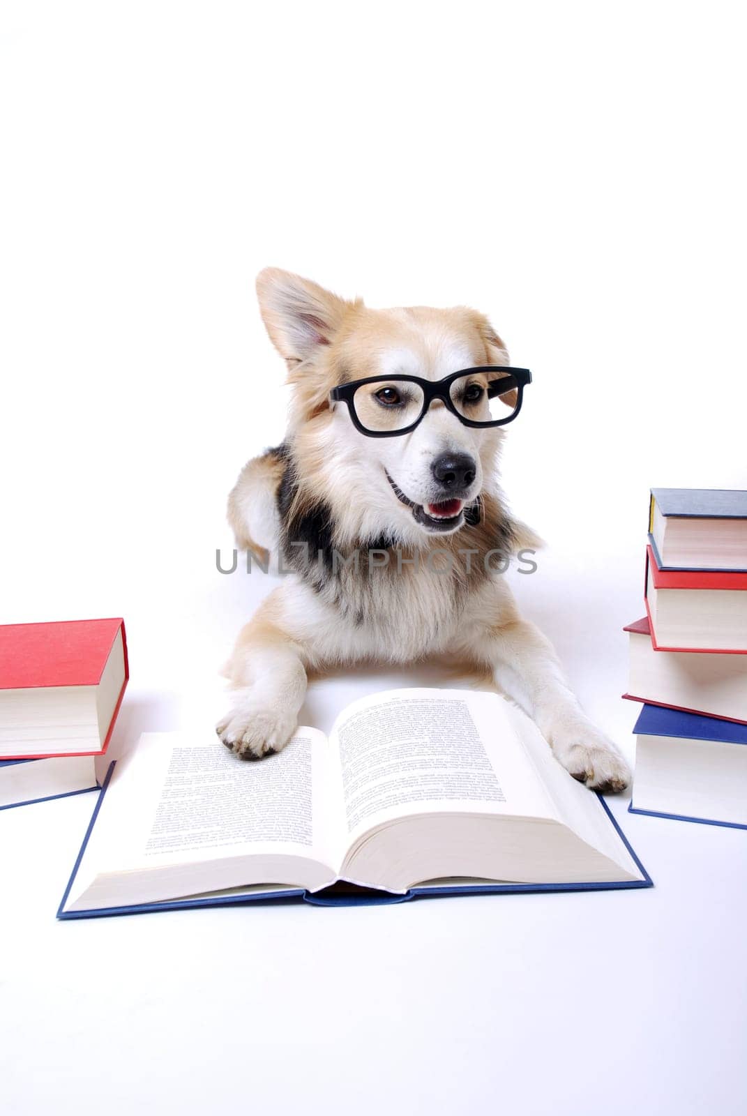 Dog Reading Book