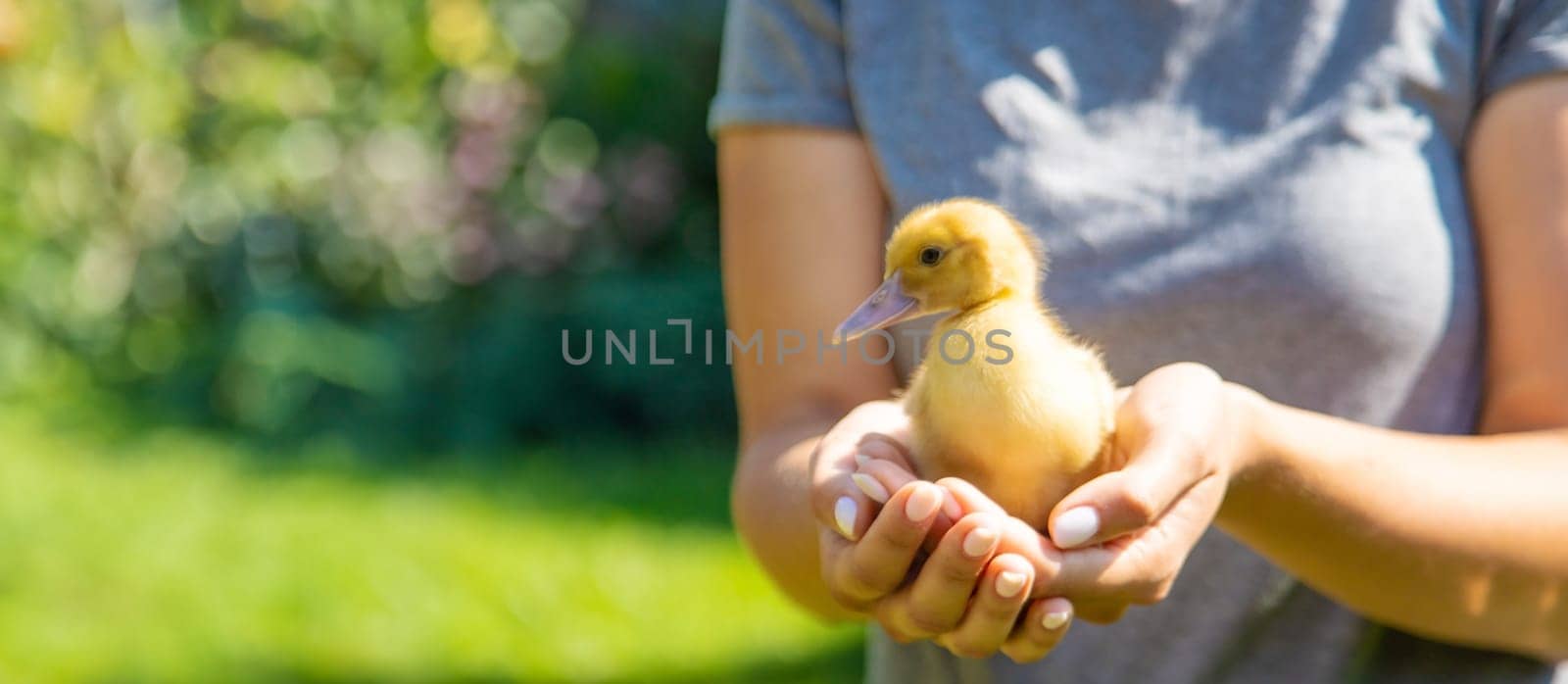 The farmers are holding two ducklings in their hands. Selective focus. nature