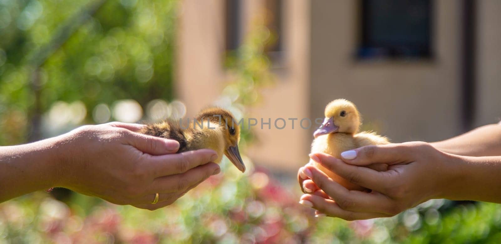The farmers are holding two ducklings in their hands. Selective focus. nature