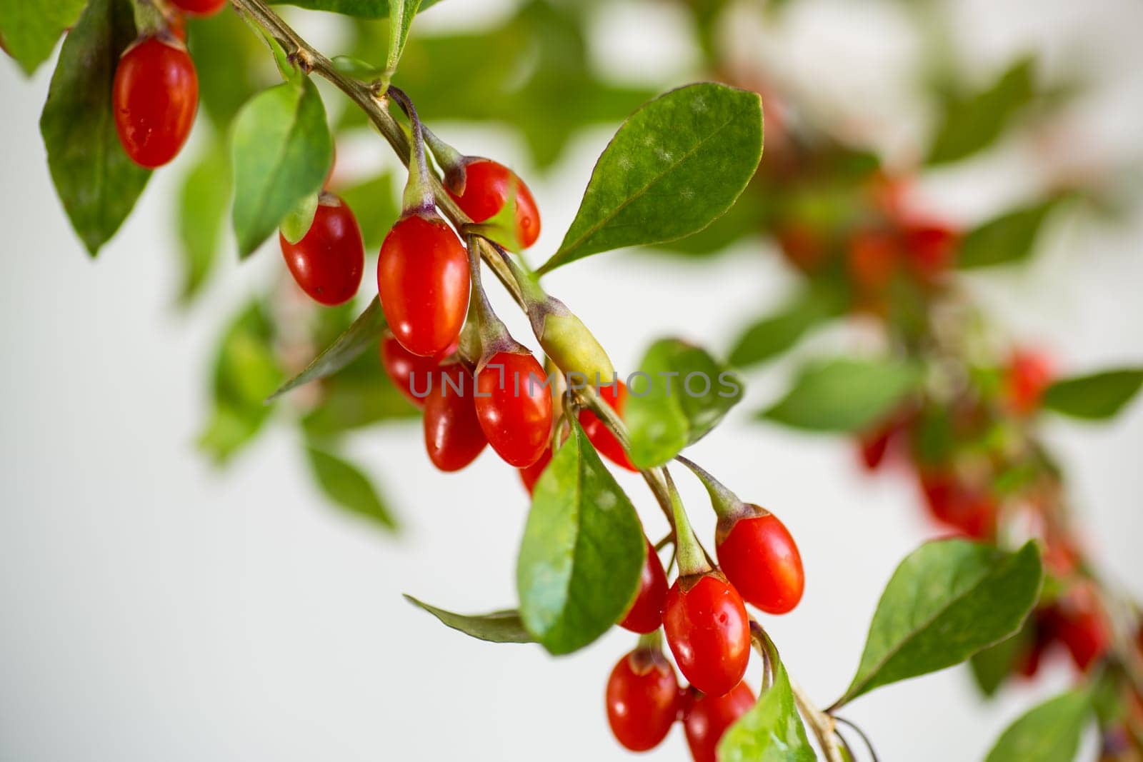 Branch with ripe red goji berry on abstract grey background