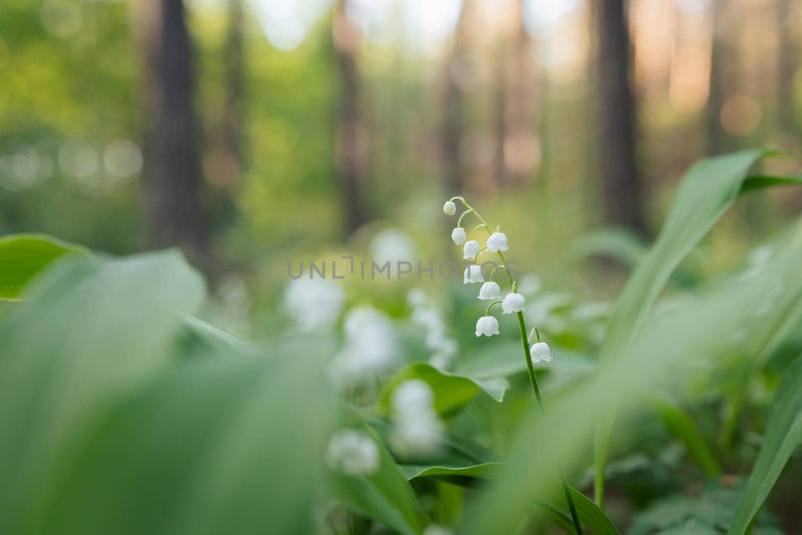 Beautiful spring flowers (Convallaria majalis) in forest