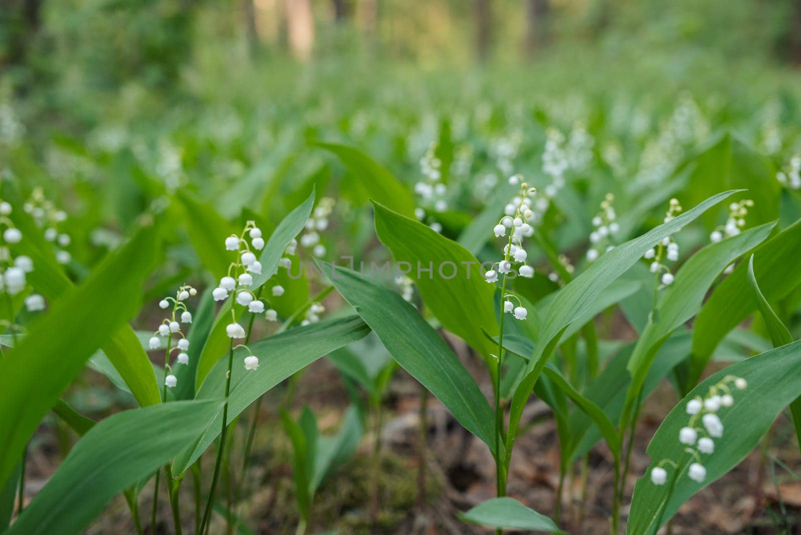 Many flowers of lily of the valley blooming on the lawn in pine forest