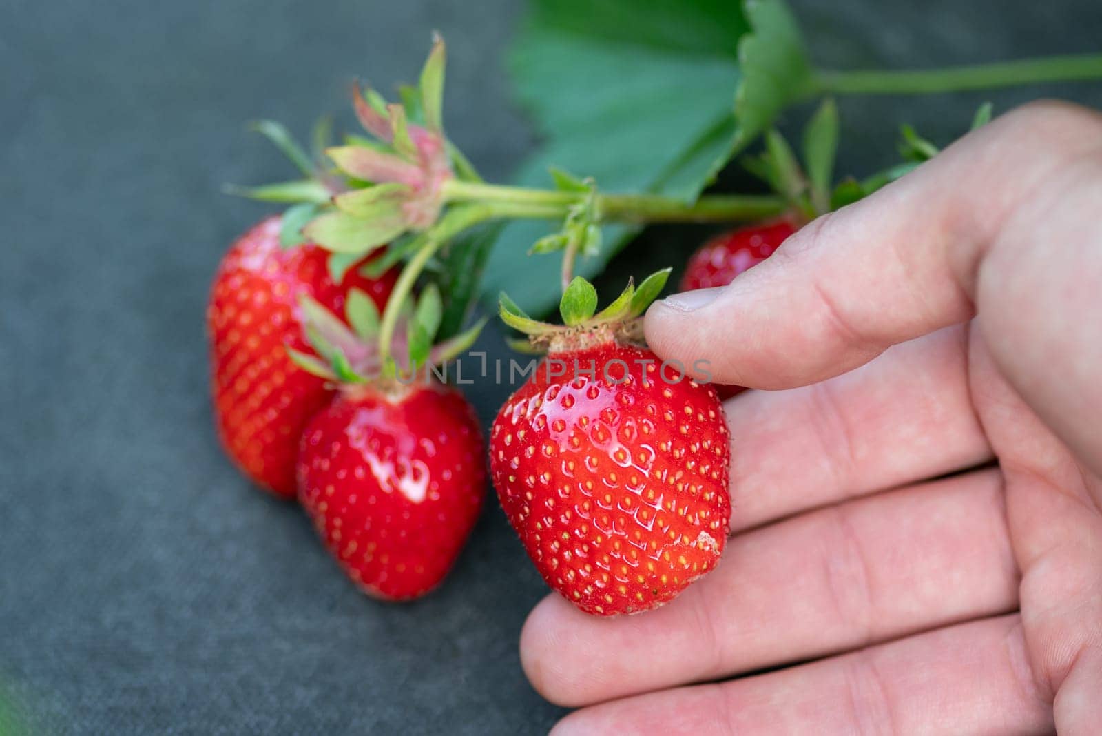 Juicy, fresh, red strawberries in the garden, picking up the harvest, spring eco food in the countryside