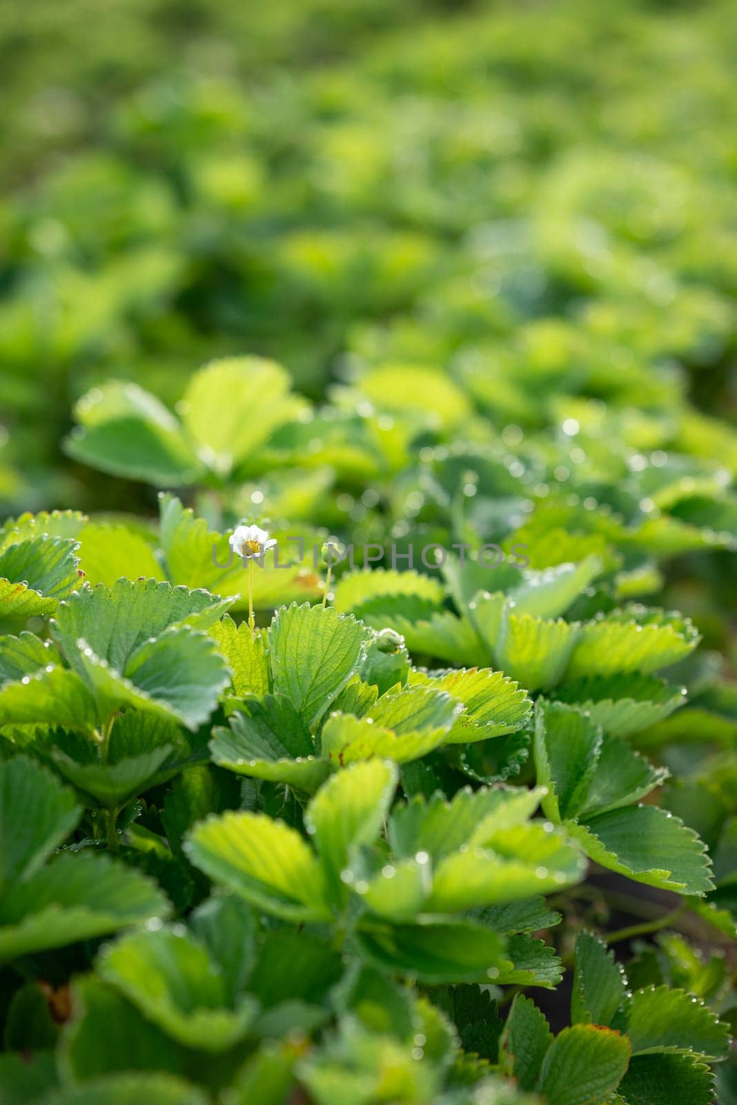 Vertical shot of green leaves of garden strawberry, one small flower in the centre by VitaliiPetrushenko