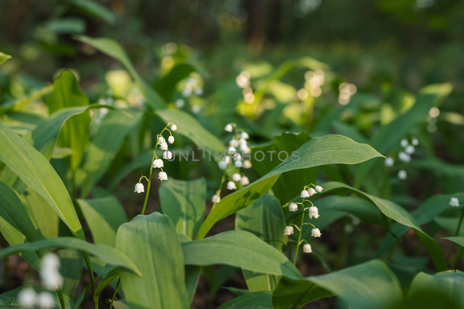 Sunbeam illuminating blooming lily of the valley in forest by VitaliiPetrushenko