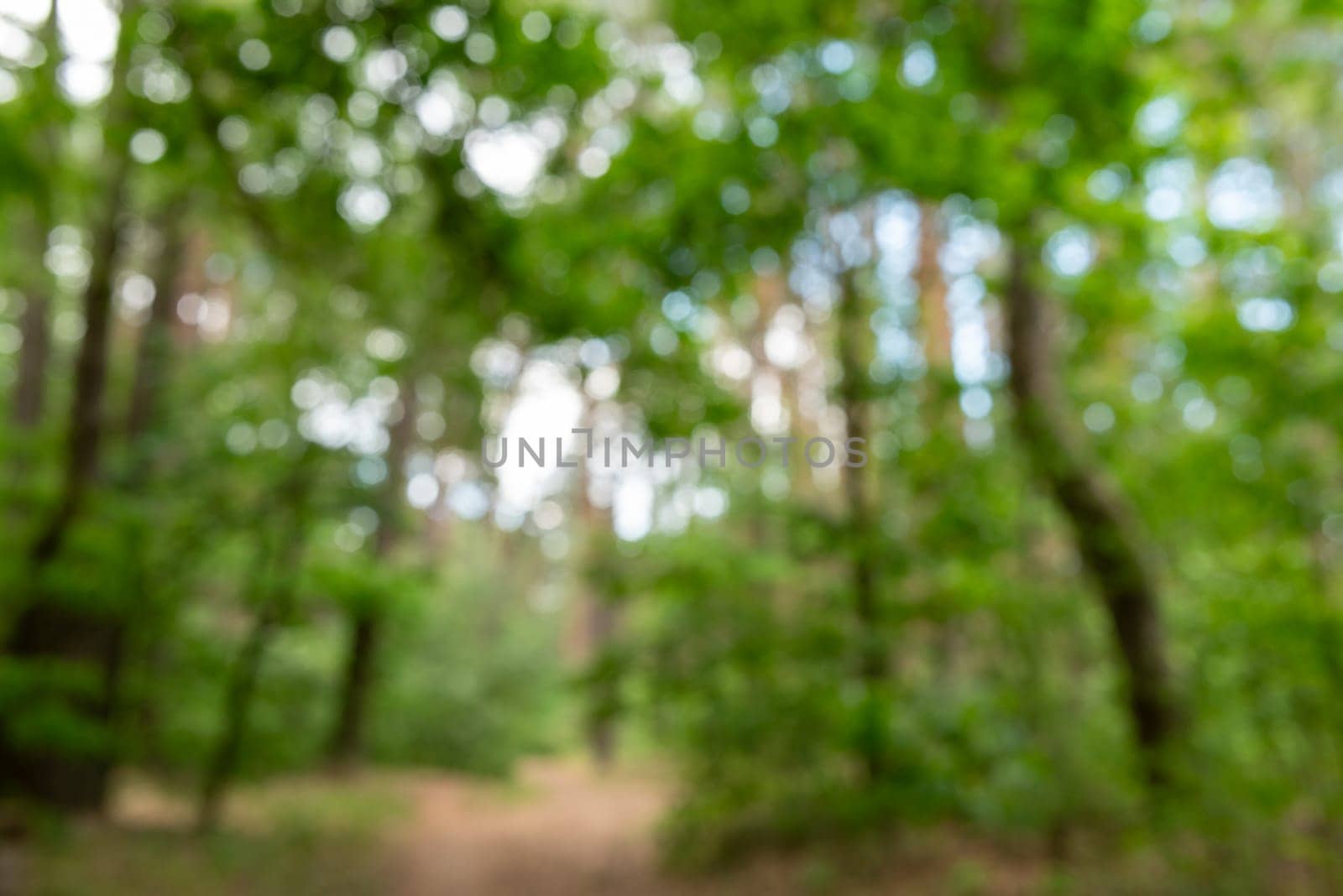 Blurred trees with green leaves as a background by VitaliiPetrushenko