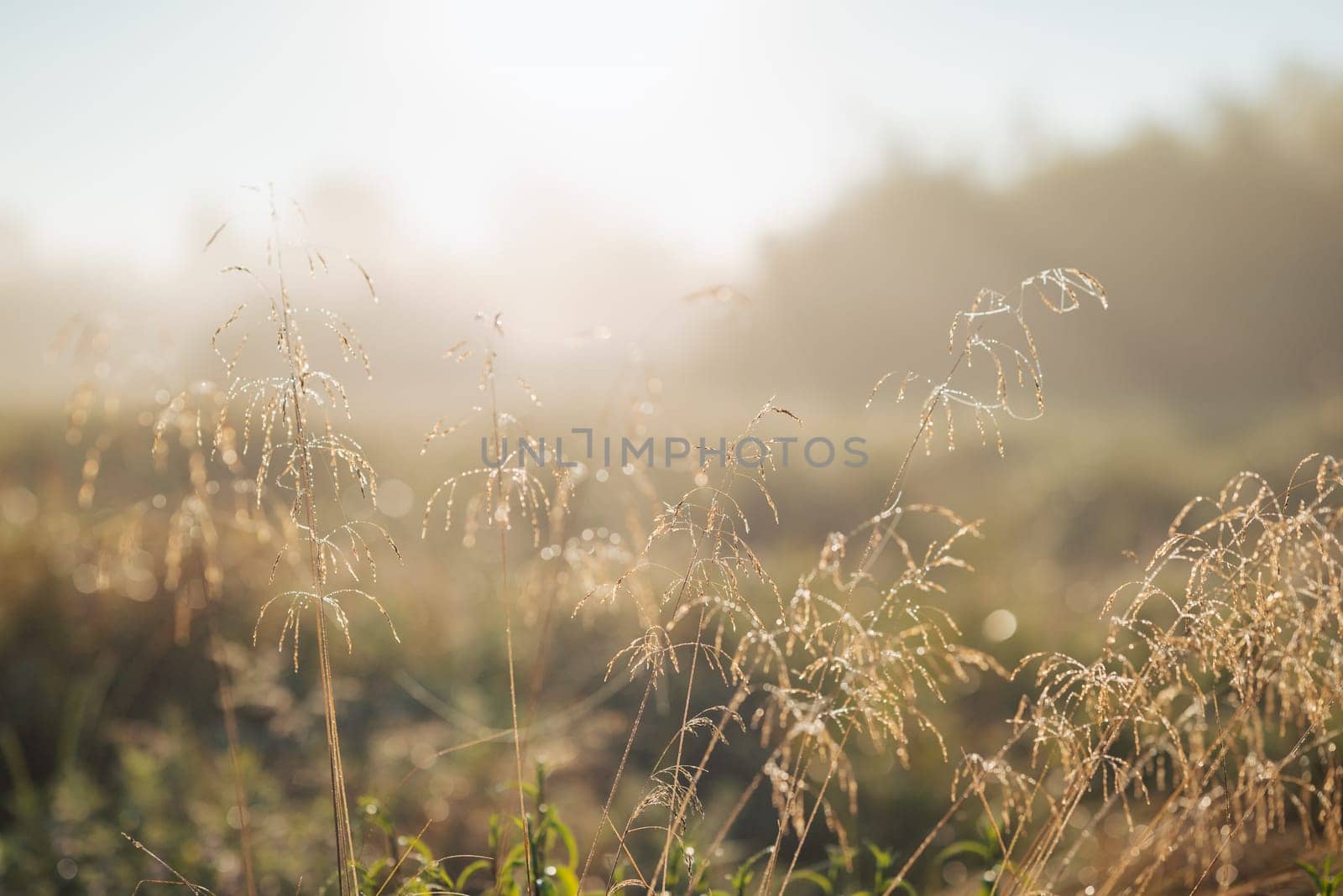 Close up of grass in morning dew with fog on the background illuminated by bright sun
