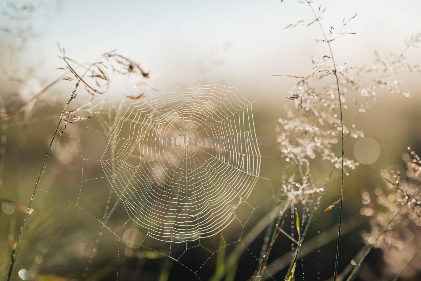 Spiders net in morning dew with mist in the background by VitaliiPetrushenko