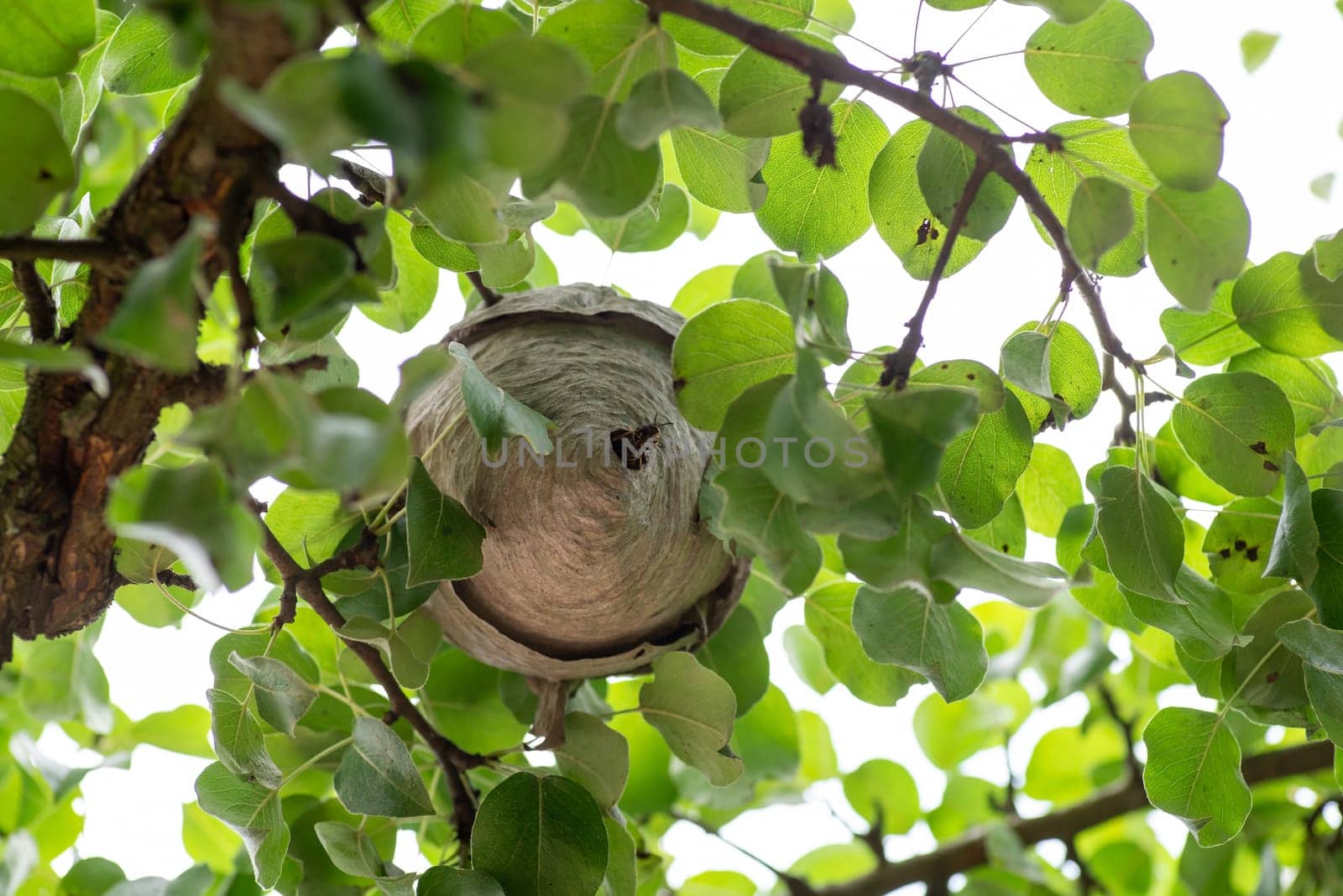 Wasp nest on pear tree by VitaliiPetrushenko