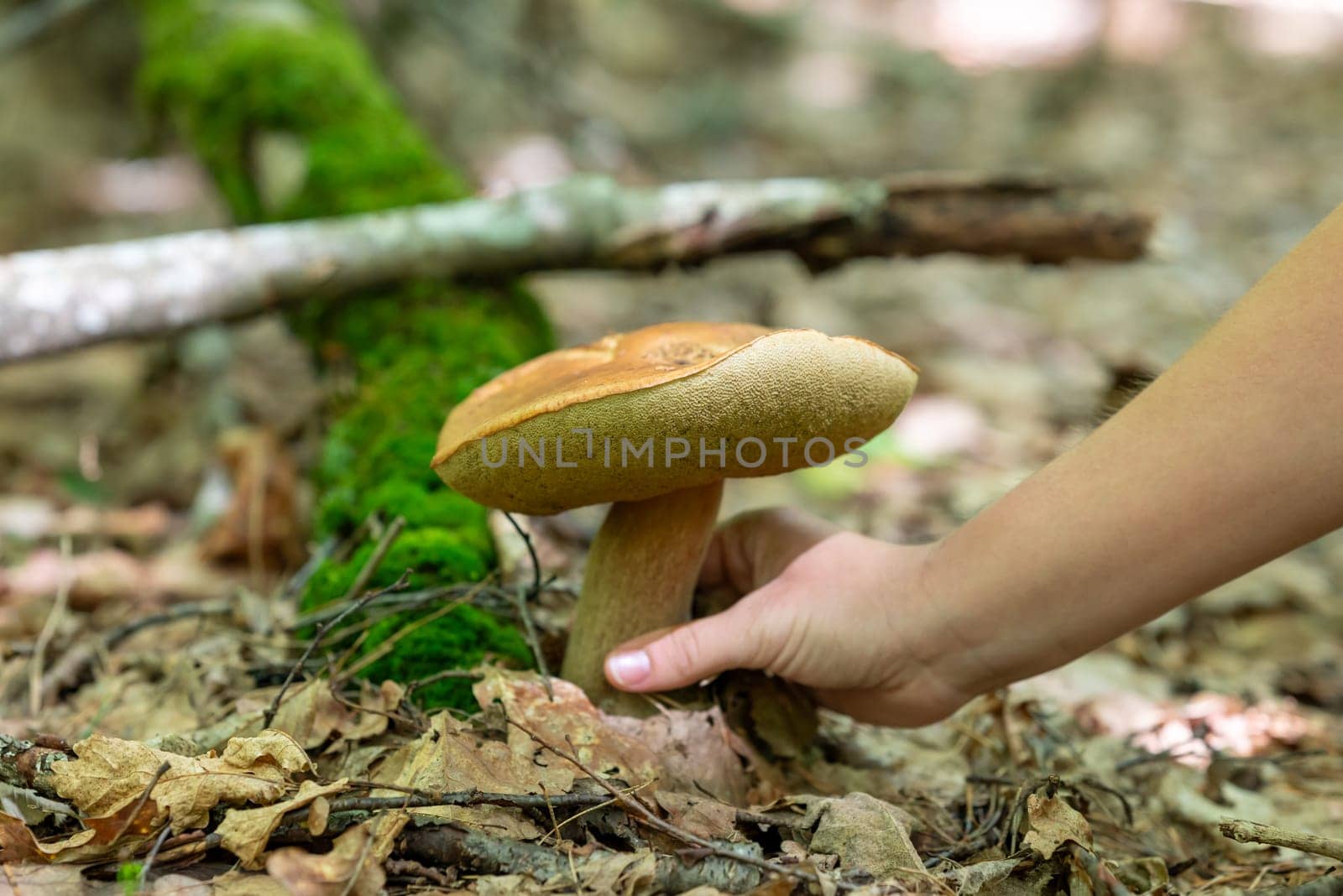 Picking white mushrooms in autumn