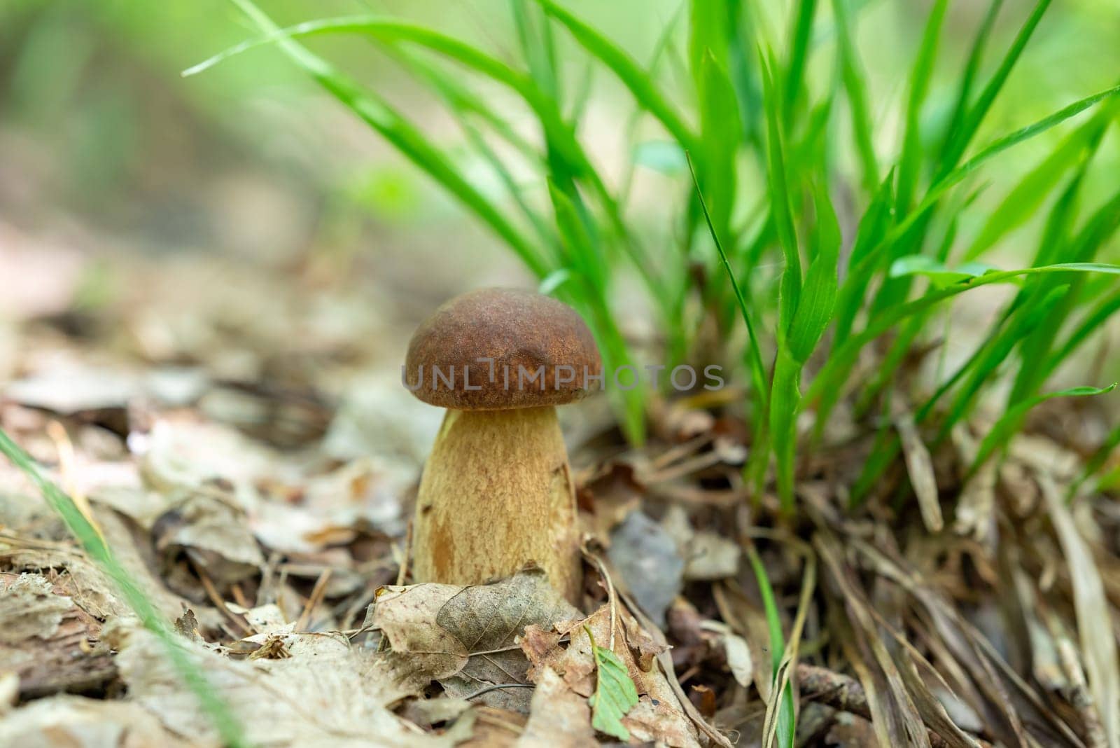 Small boletus mushroom near grass in forest by VitaliiPetrushenko