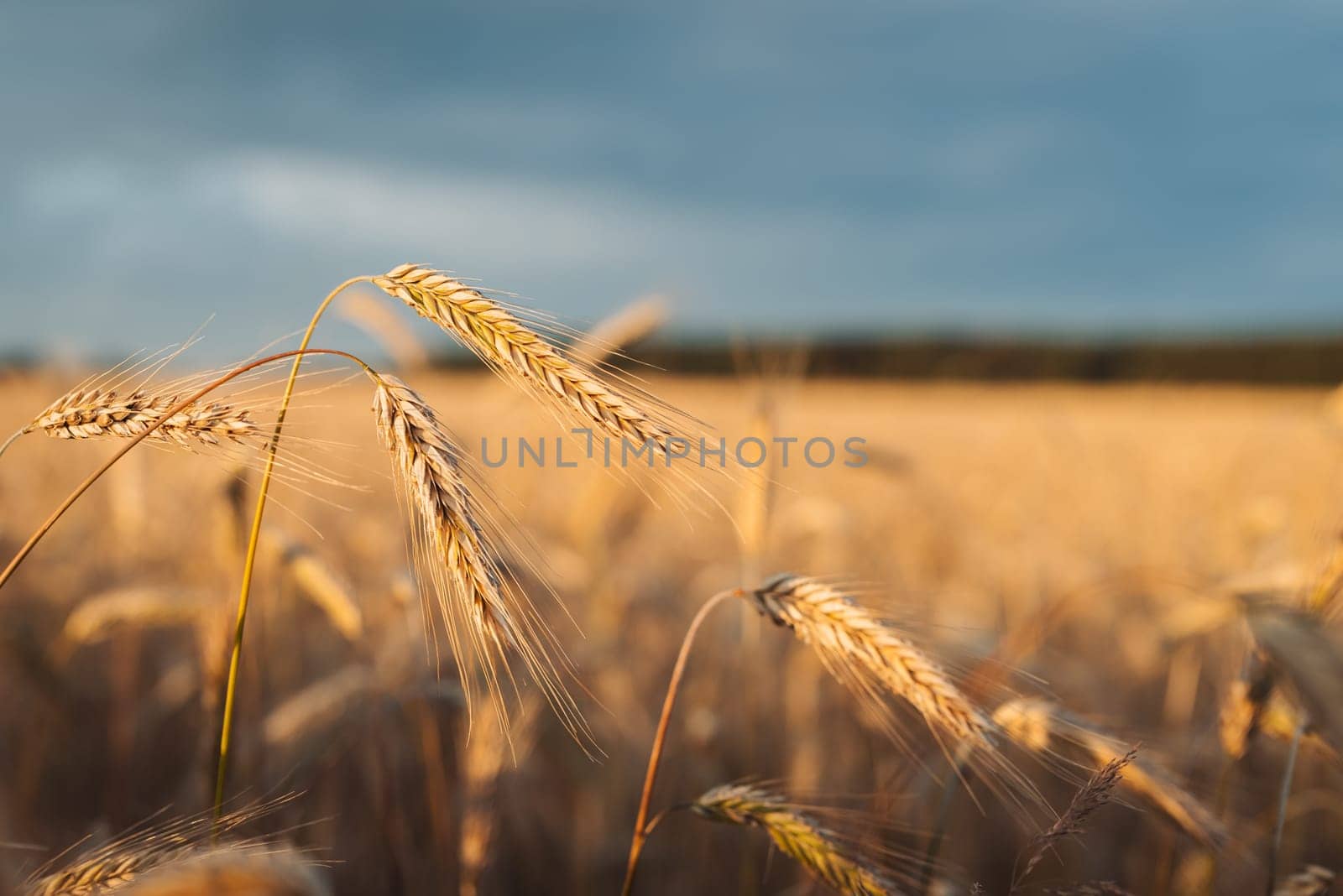 Ripe golden wheat lit by warm setting sun in field ready to be harvested