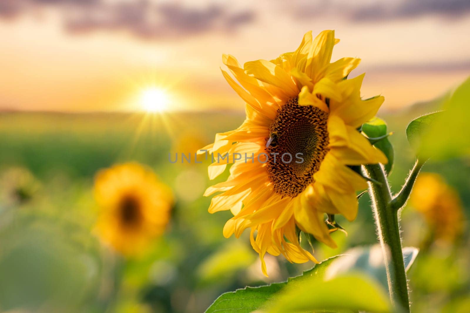 Close up of blooming sunflower with setting sun on background by VitaliiPetrushenko