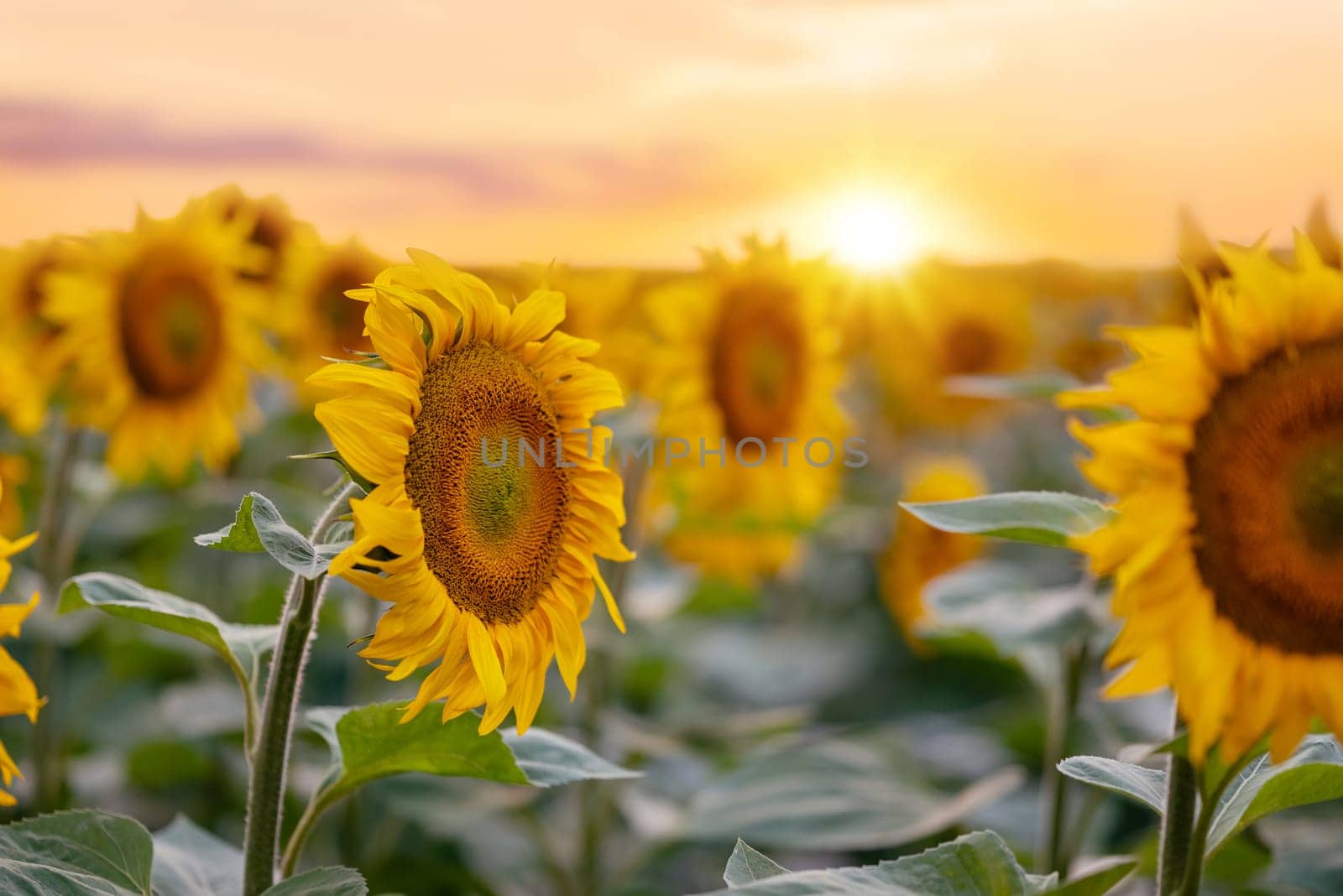 Majestic moment of beautiful field of blooming golden sunflowers in the evening