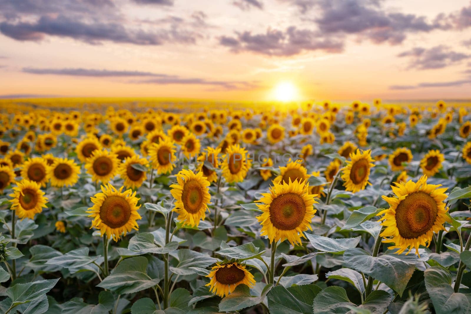 Endless agricultural field of bright blooming sunflowers with last rays of setting sun on the background