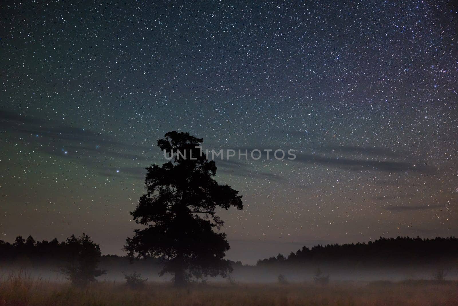 Night landscape of lonely tree in misty valley, bright star sky with some small clouds above by VitaliiPetrushenko