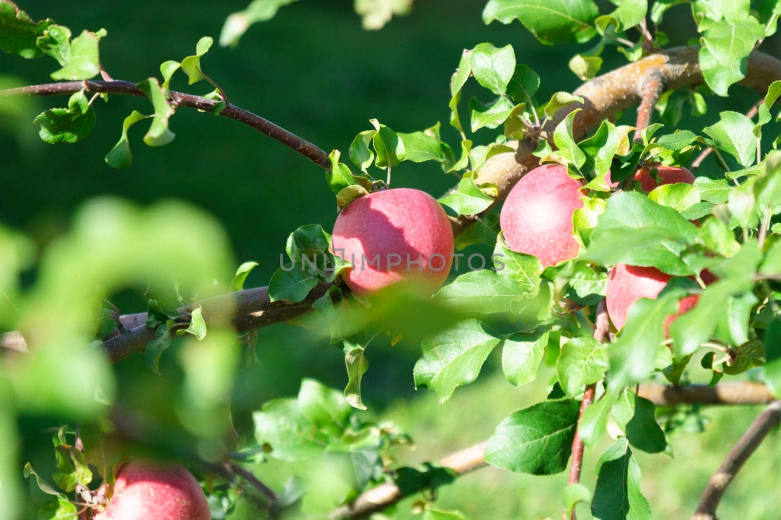 Red delicious Apples Hanging from a Tree Branch in the Fruit Garden at Fall Harvest. by darksoul72