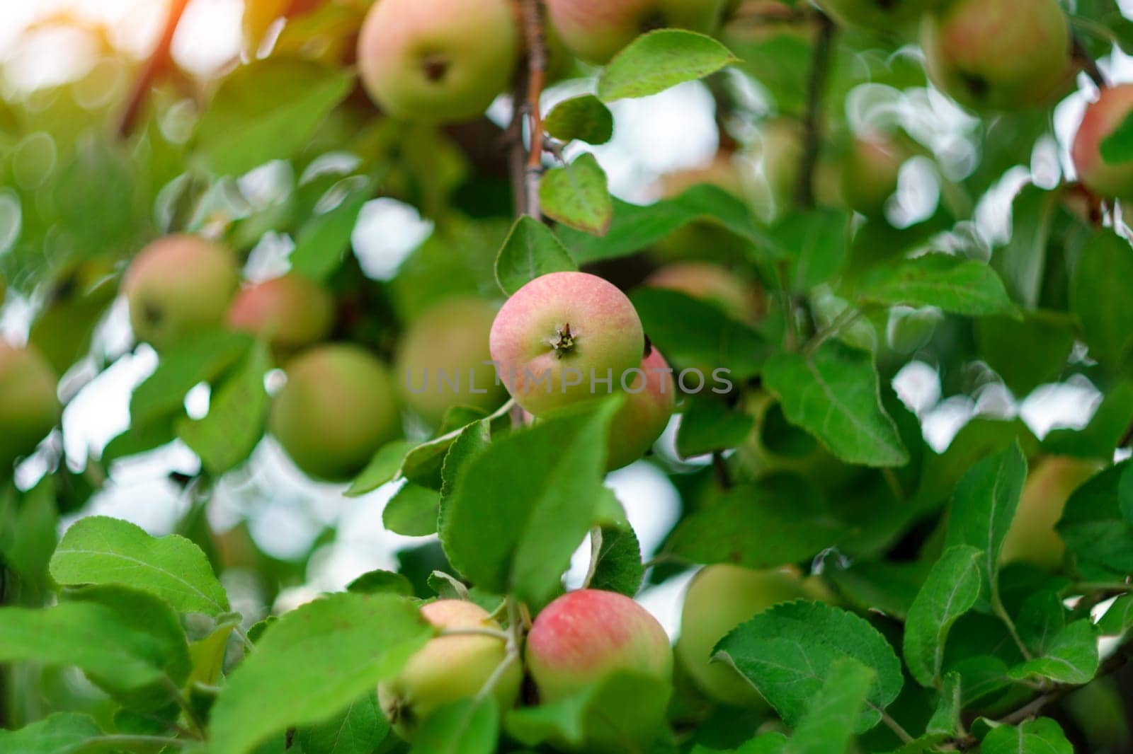 Ripe apples in the garden ready for harvest, autumn season. Selective focus. by darksoul72