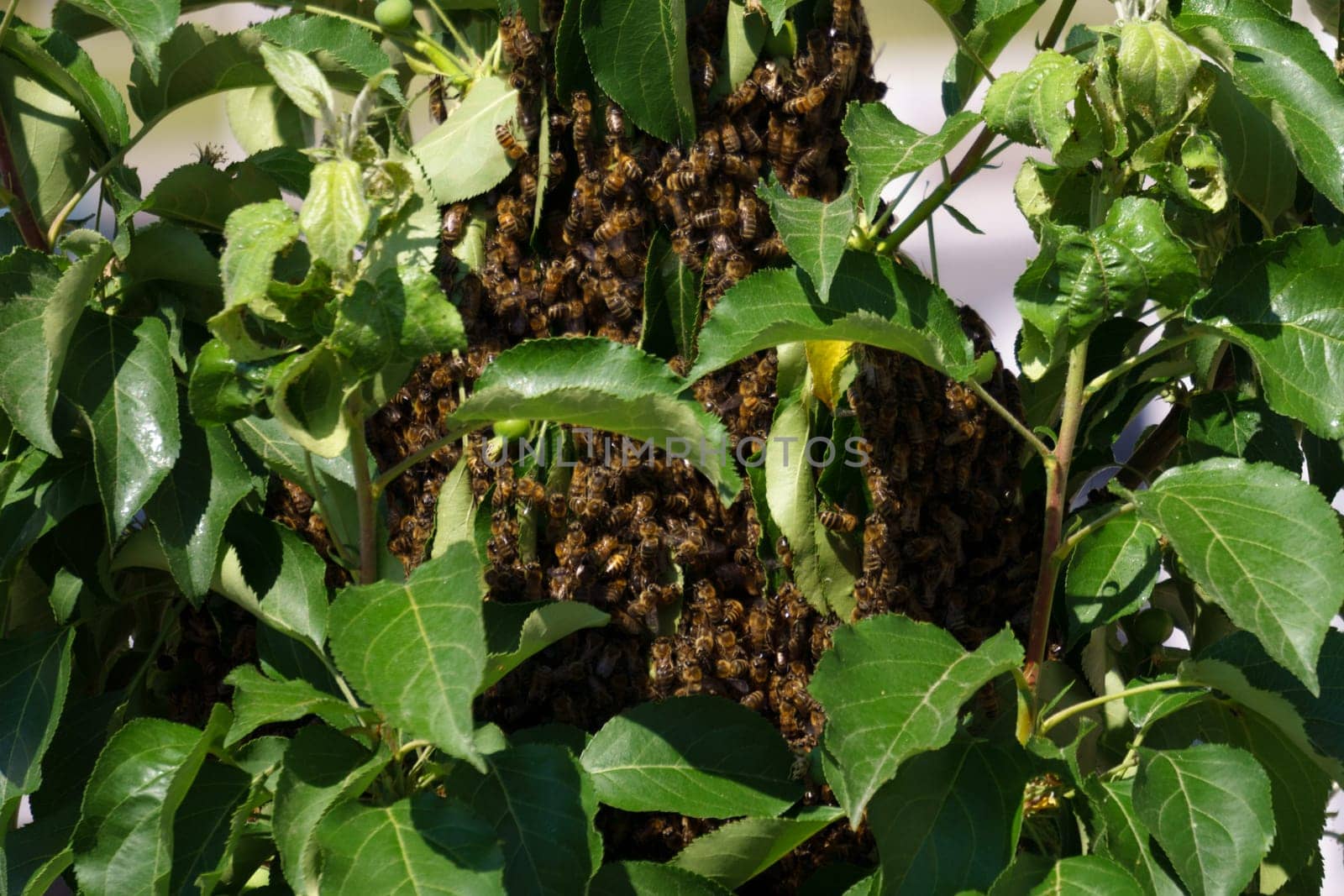 Hives in an apiary with bees flying in a green garden, close up macro. Selective focus by darksoul72