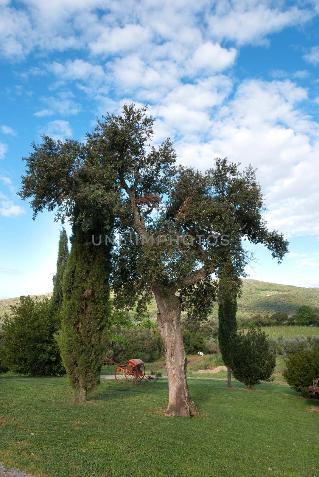 cork tree on the hills in Tuscany with plow