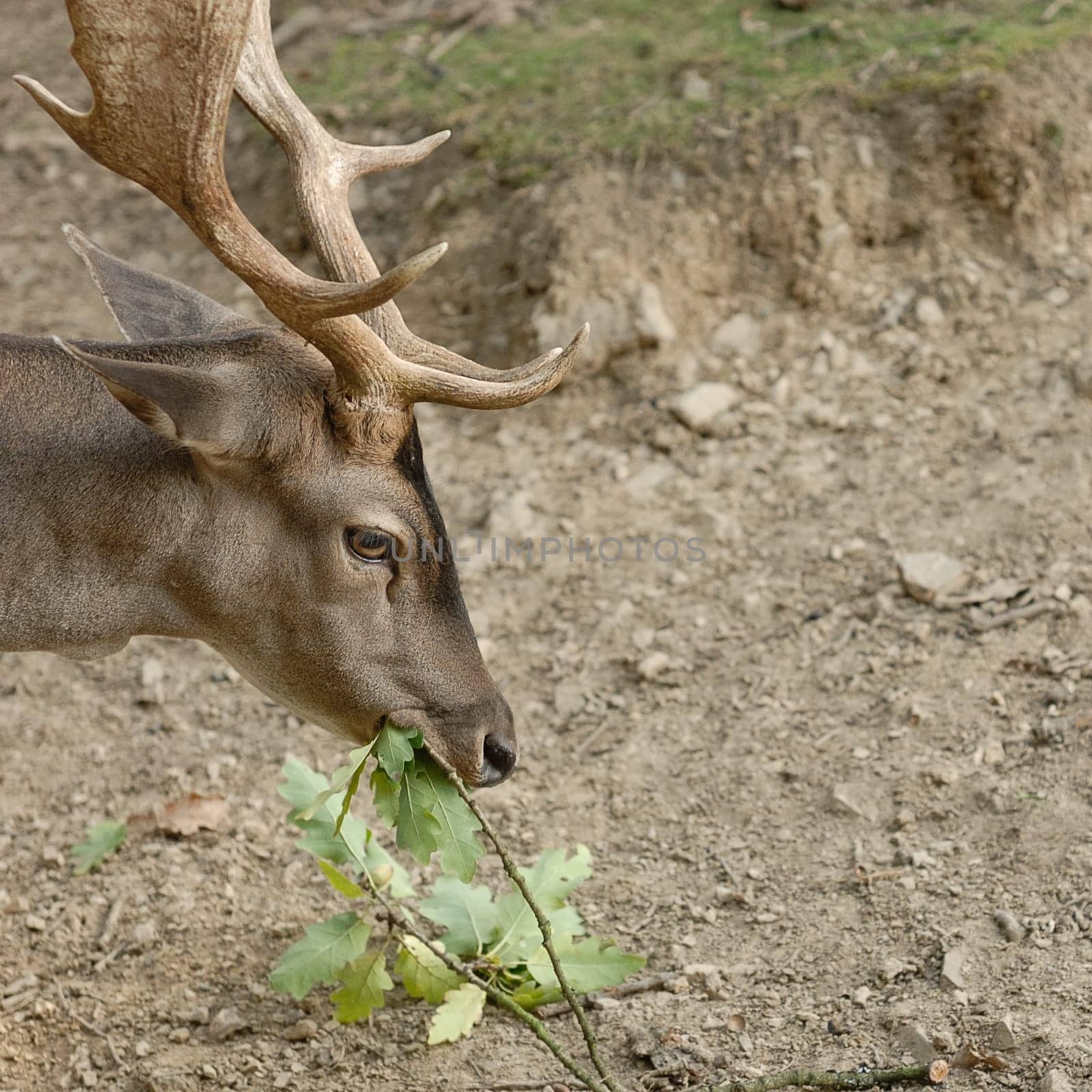 fallow deer