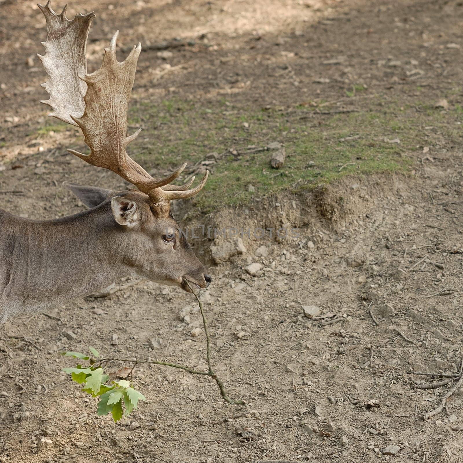fallow deer