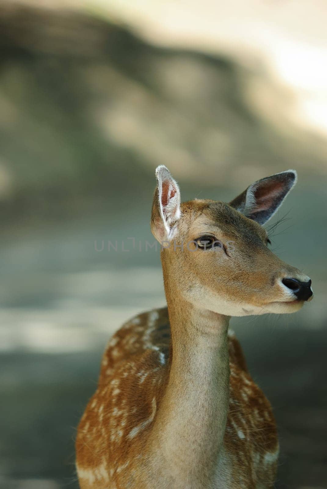 deer