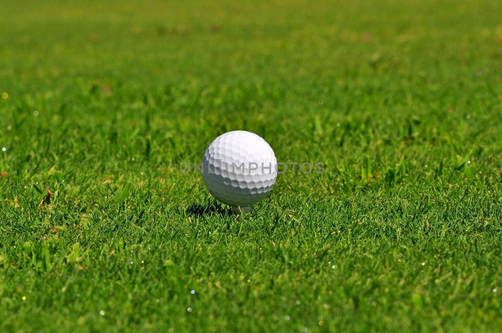 Golf ball on a real golf course green
