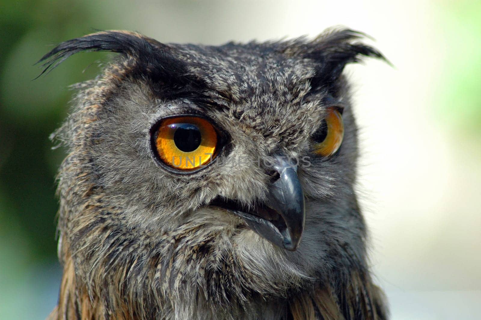 Closeup of a Great Horned Eagle