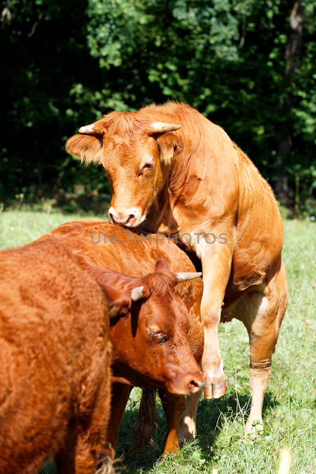 Young bull on a cow in a field