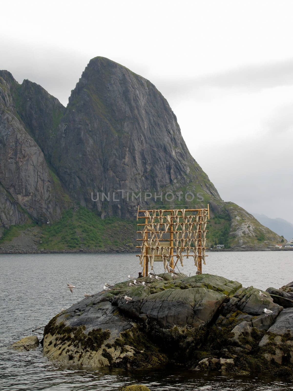 Landscape at Norway islands with dried fishes