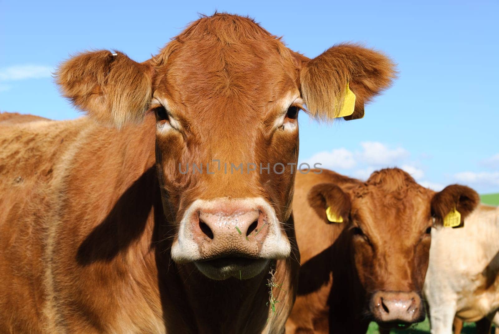 first floor of a cow in Cornwall at sunset