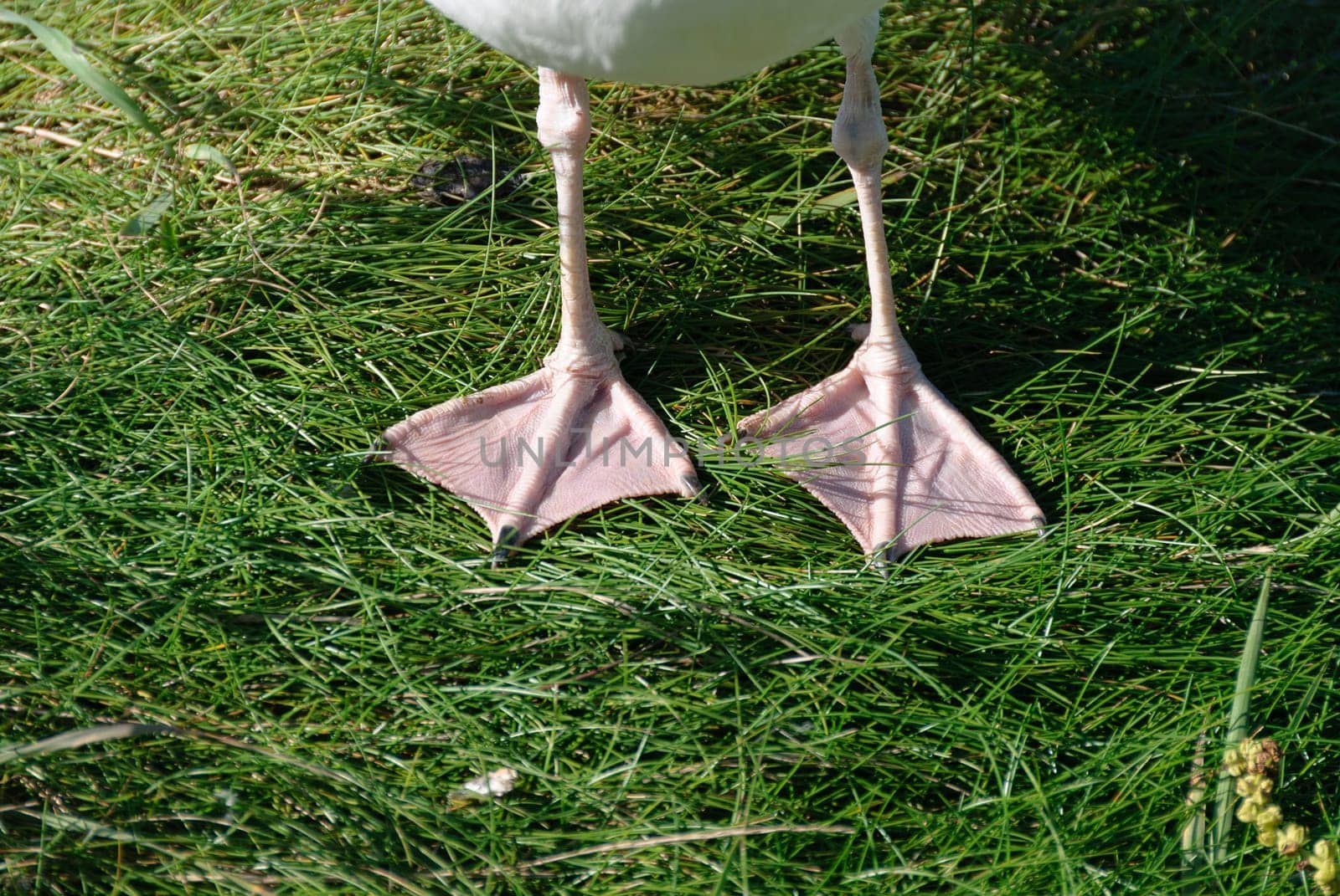 detail of the legs with webbed feet of a gull