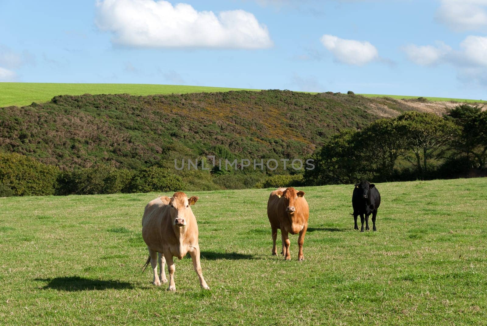 Three different colored cows in Cornwall