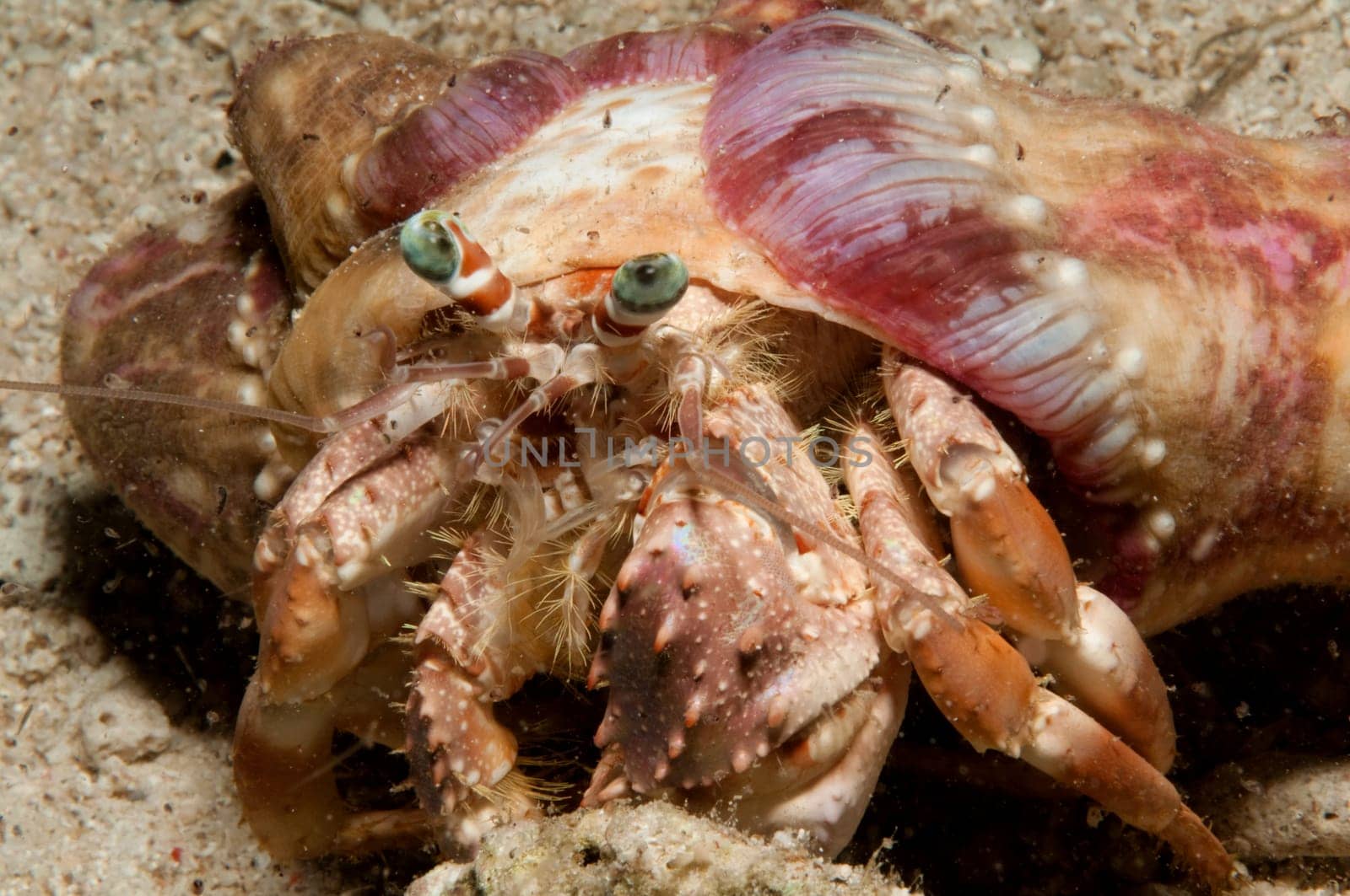 During a night dive in Sulawesi,this funny crab came in front of my camera