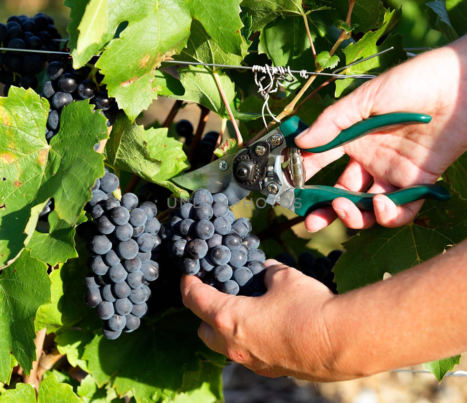 woman hands harvesting grapes in a fields