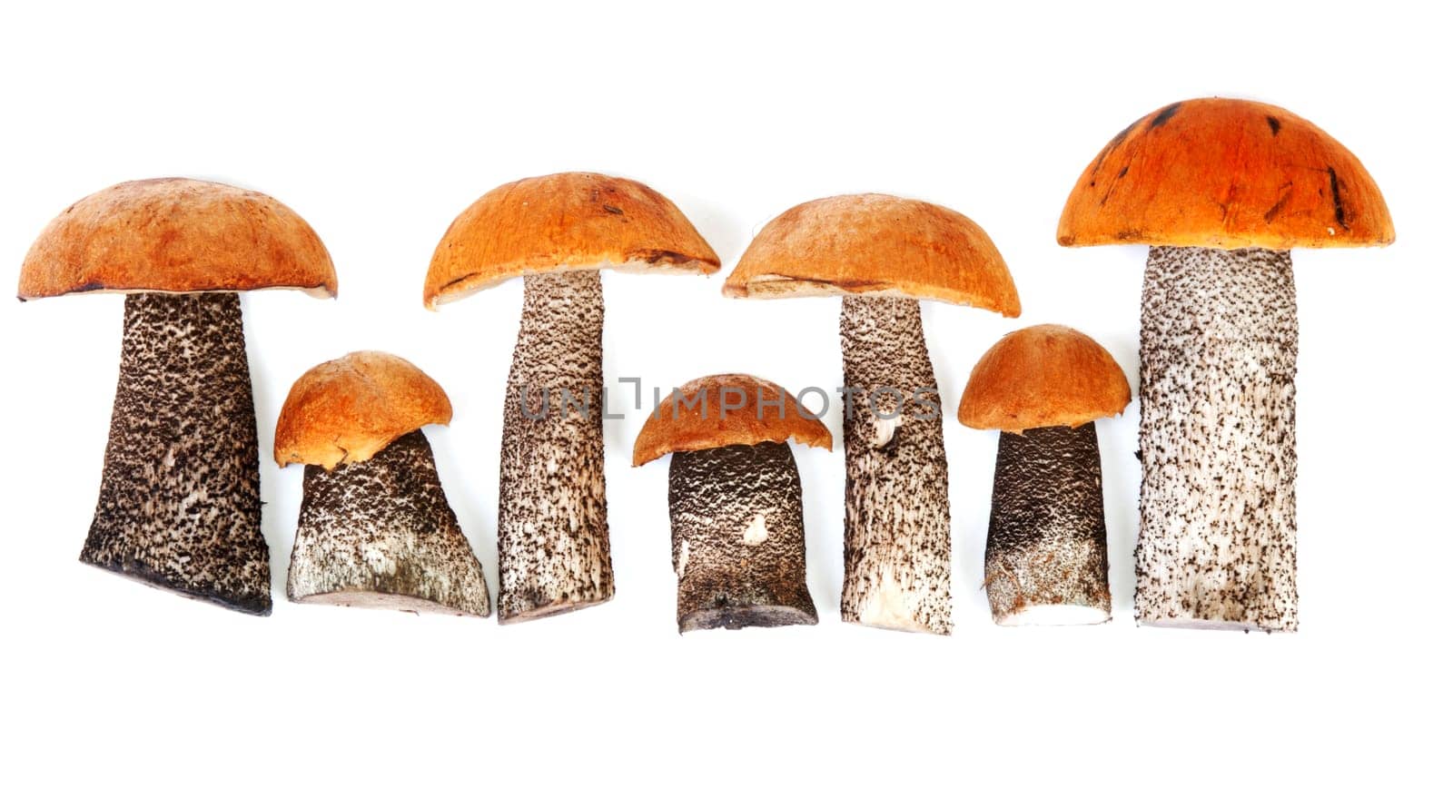 Timber fresh mushrooms insulated on white background