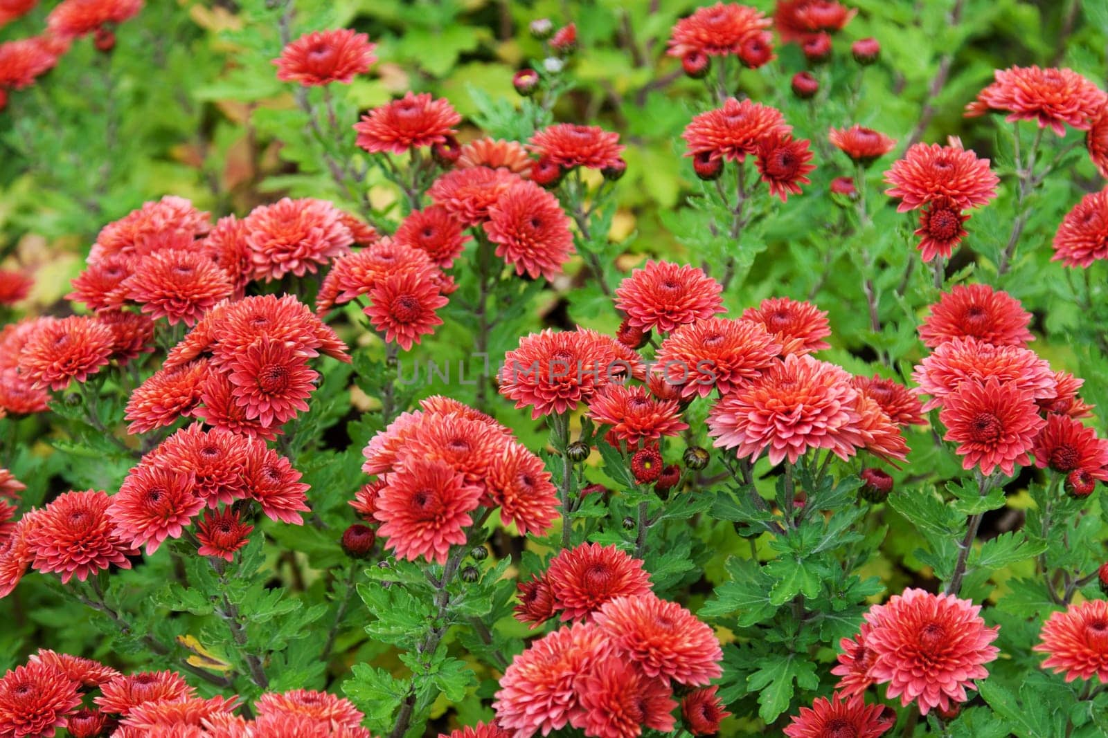 Background from red colour and green herb