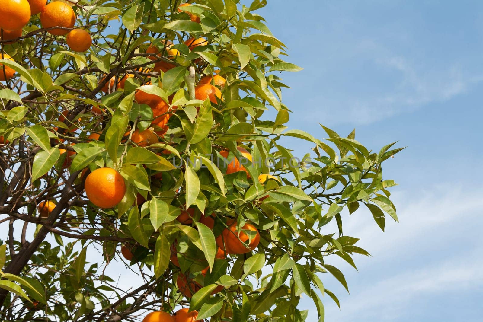 Branches with the fruits of the tangerine trees against the sky