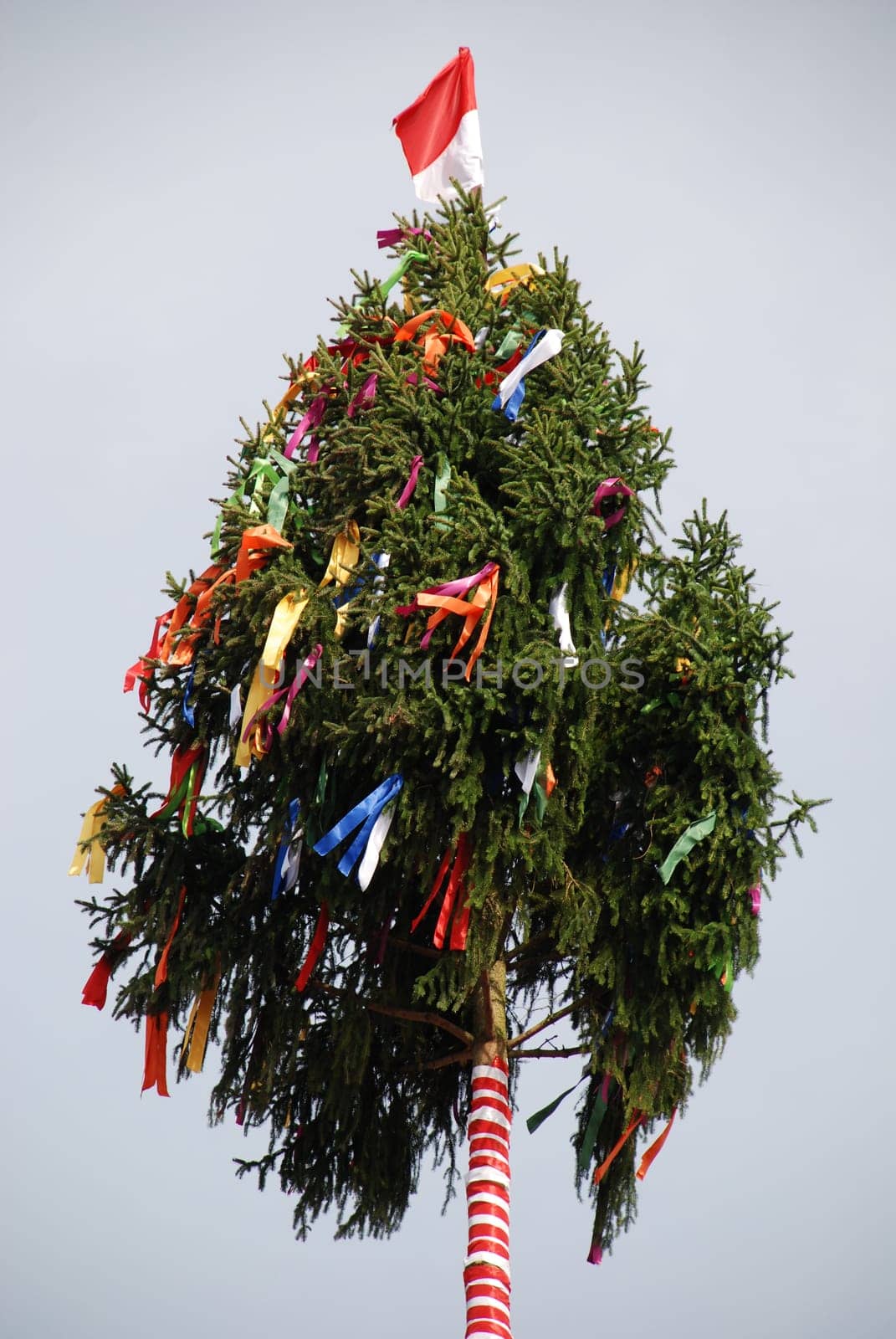 Kärwa Tree Kerwa Tree Kirwa Tree