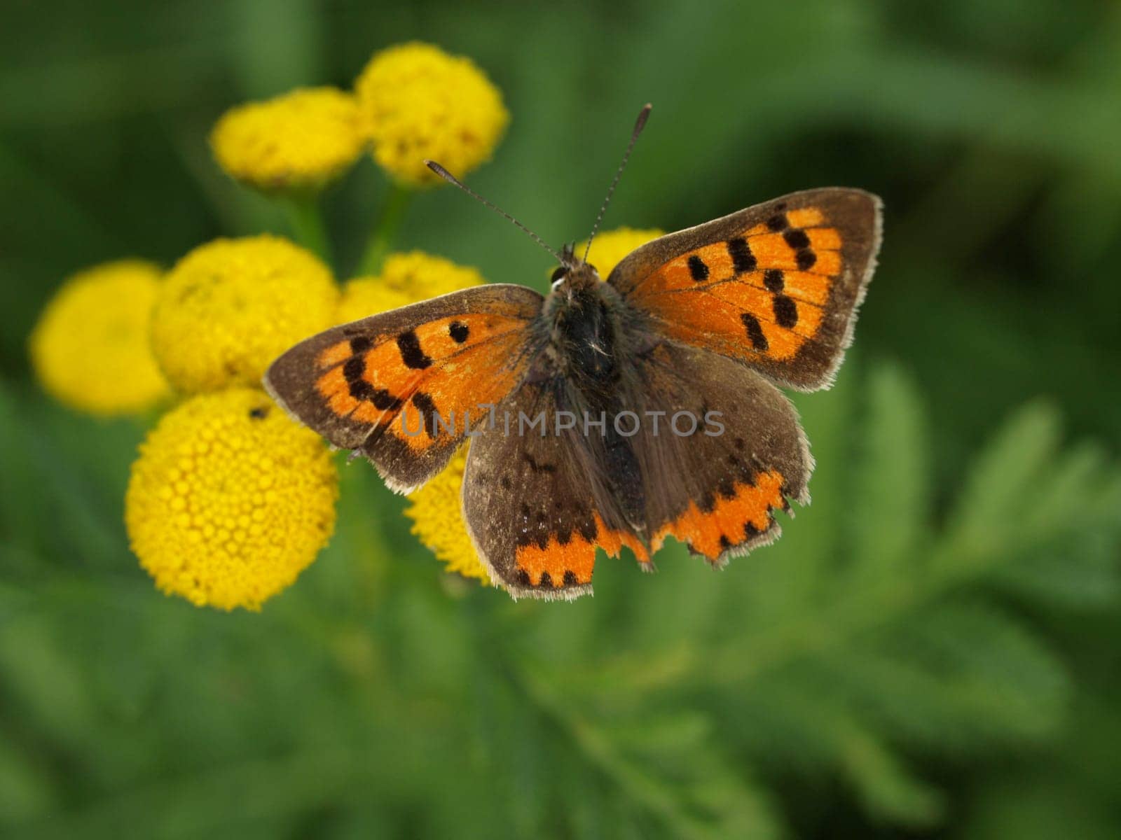 Small copper