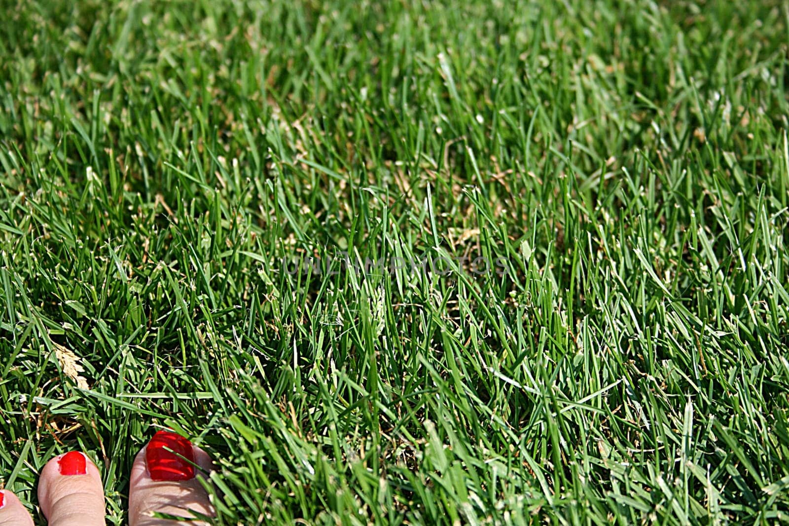 red-green,dive