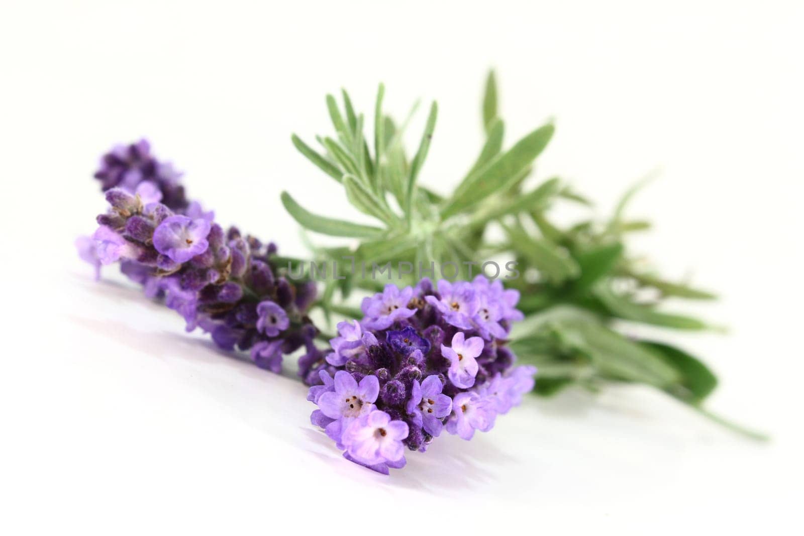a bunch of fresh lavender against a white background