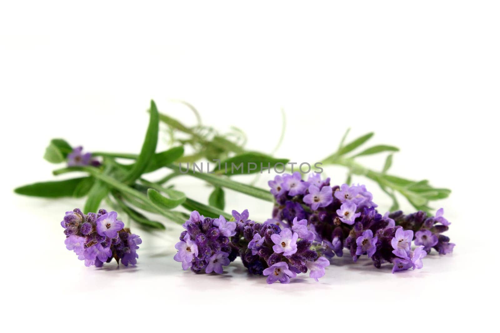 a bunch of fresh lavender against a white background