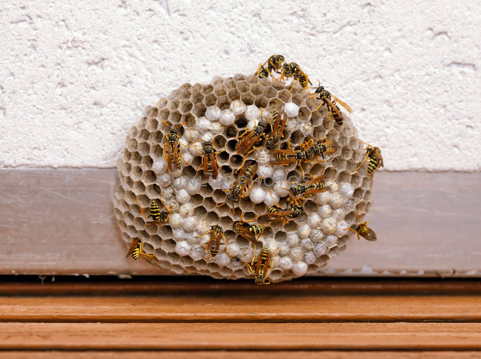 Wasp nest with wasps working and feeding the larvae. Also visible some eggs in the cells. With clipping path.