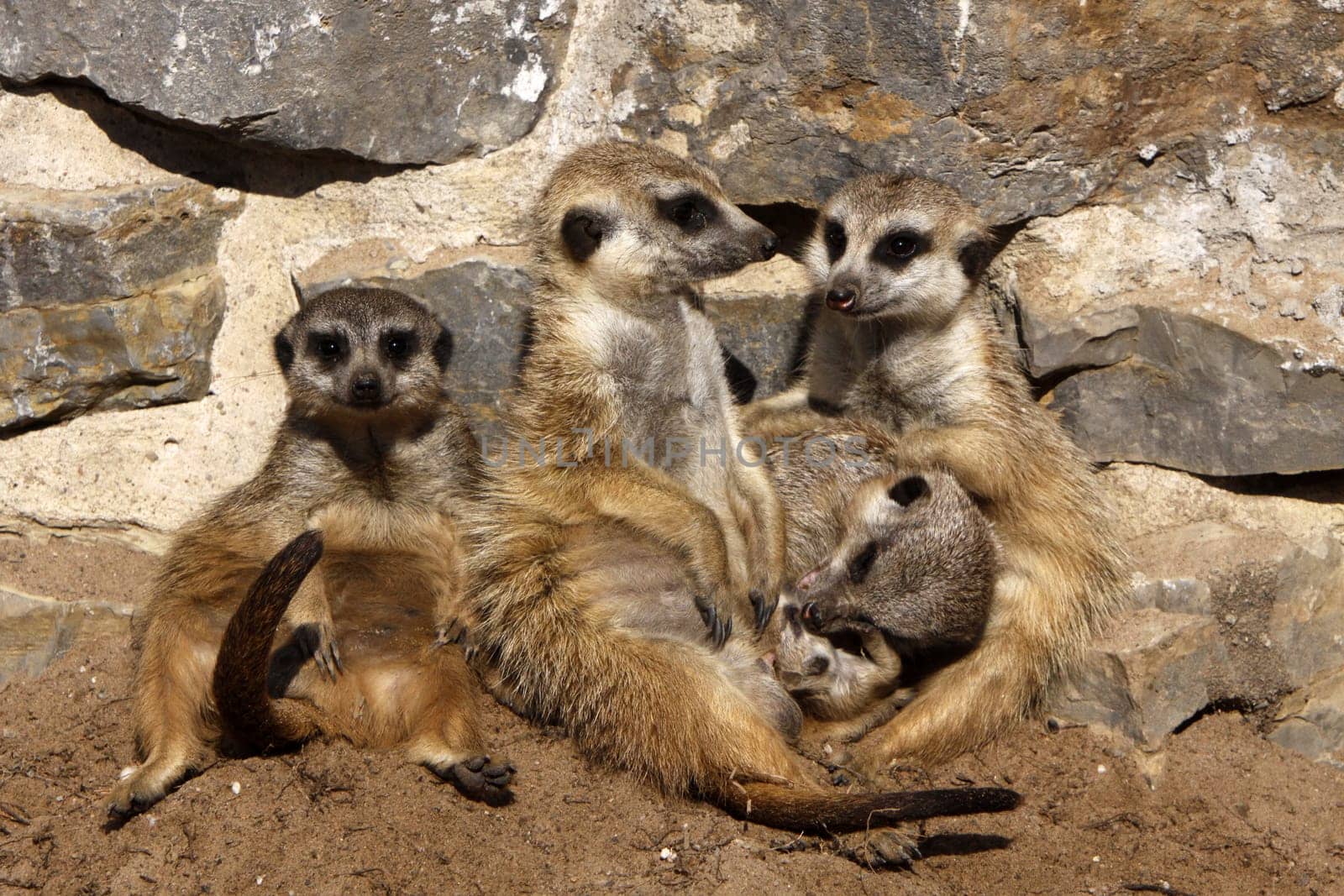 Meerkat family with cub