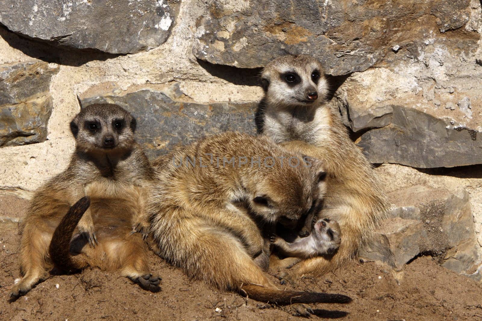 Meerkat family with cub
